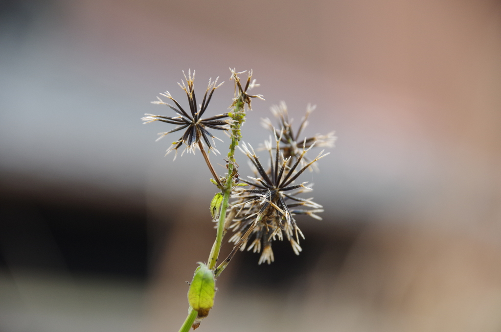 コセンダングサ