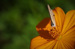 昨日のシジミチョウ