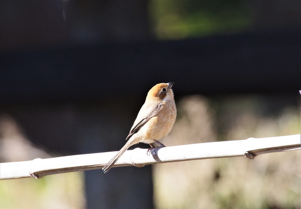 今日の野鳥 (3)