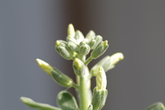 ストックのつぼみ