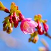 河津桜 (2)