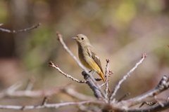 昨日の野鳥 (2)