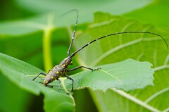 カマキリちゃん