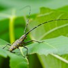 カマキリちゃん
