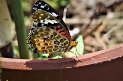 ツマグロちゃん (3)