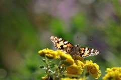 ツマグロちゃん (2)