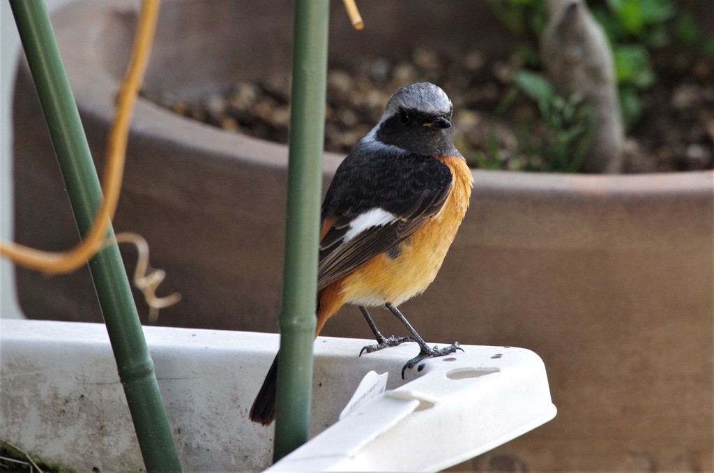 昨日のジョビ君 (2)