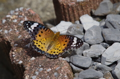 ツマグロヒョウモン　 (1)