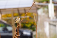 今日の野鳥 (3)