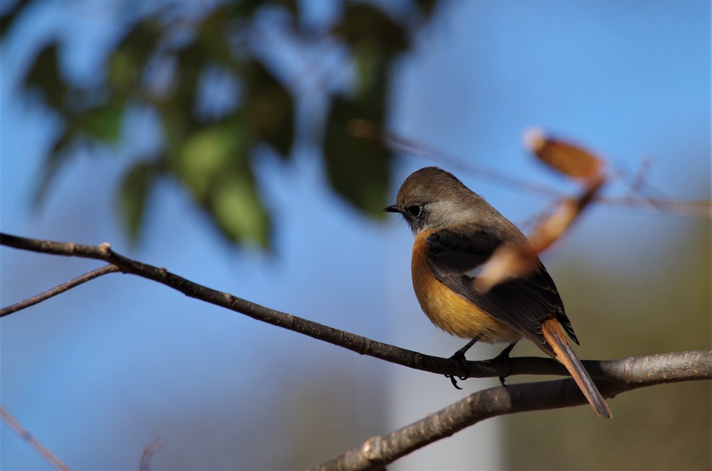 昨日のジョビ君 (2)