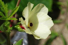 オクラの花