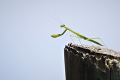 どうー、決まってるぅ・・・ (1)