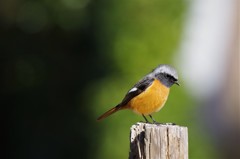 昨日のジョビ君 (1)