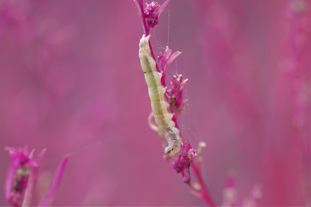 ピンク大好きー