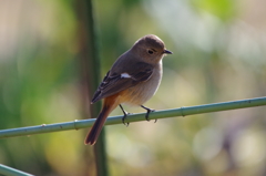 昨日のジョビちゃん (1)