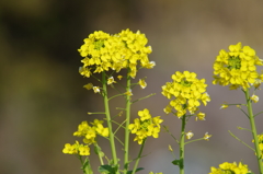皆んなぁ、春が来ましたね。
