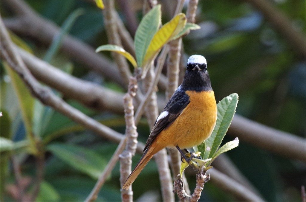 昨日のジョビ君 (2)