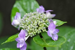 紫陽花の季節