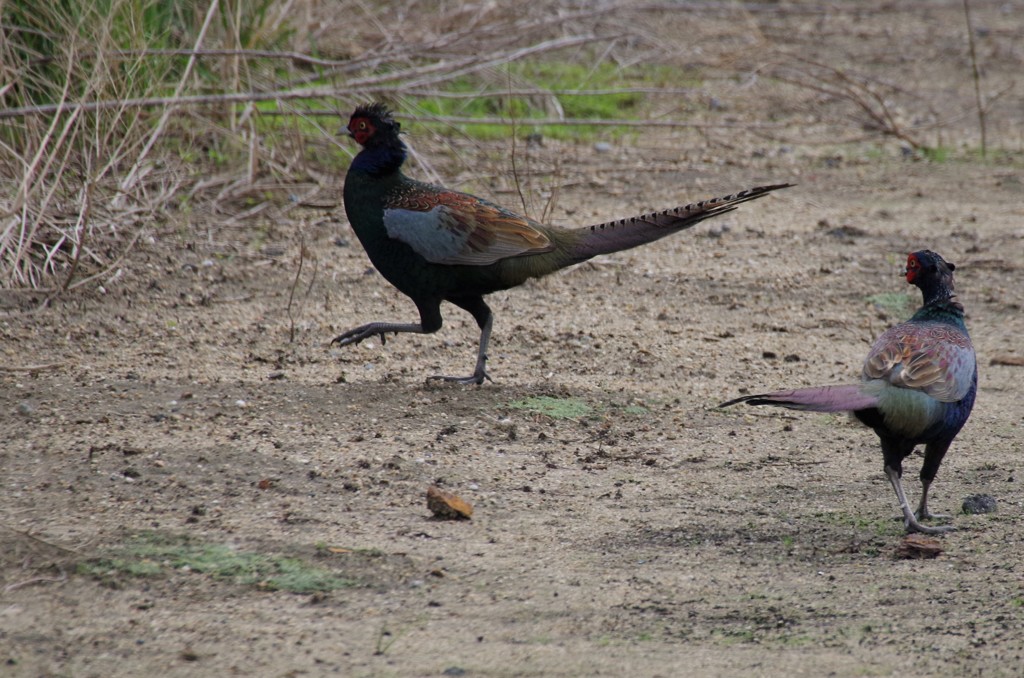 ２羽のオス雉が (3)
