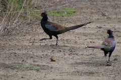 ２羽のオス雉が (3)