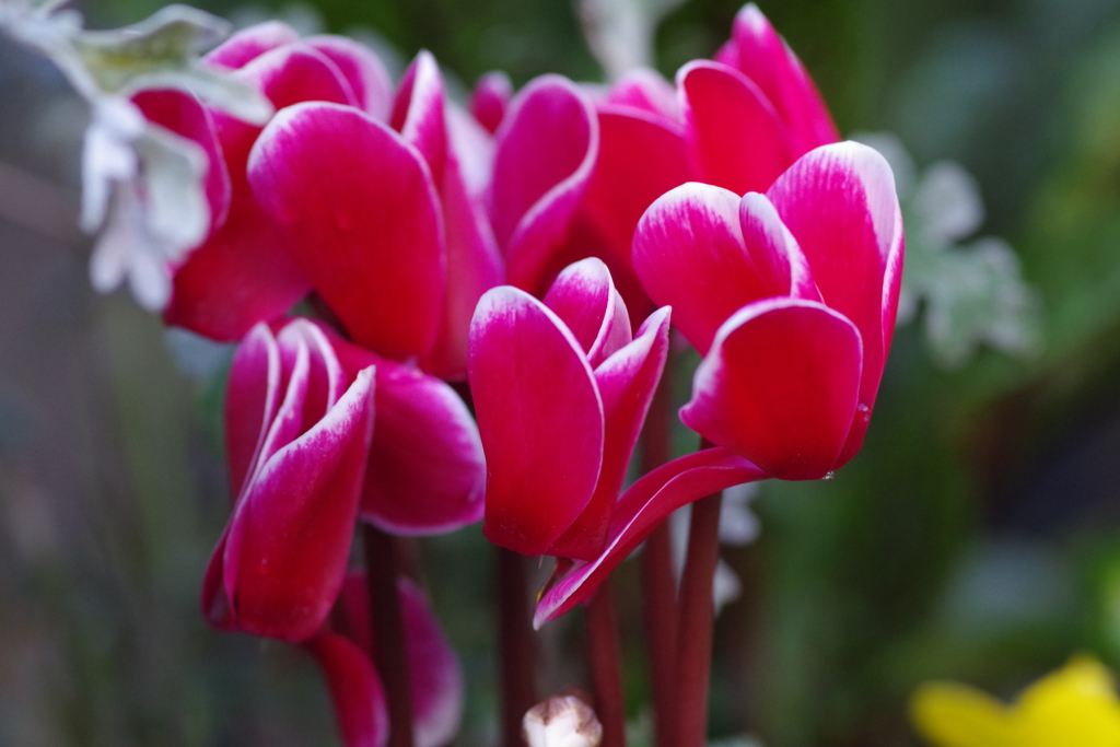 赤いシクラメン