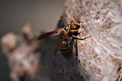 アシナガちゃん