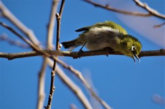 一昨日のメジロ (1) 一昨日のメジロ (1)