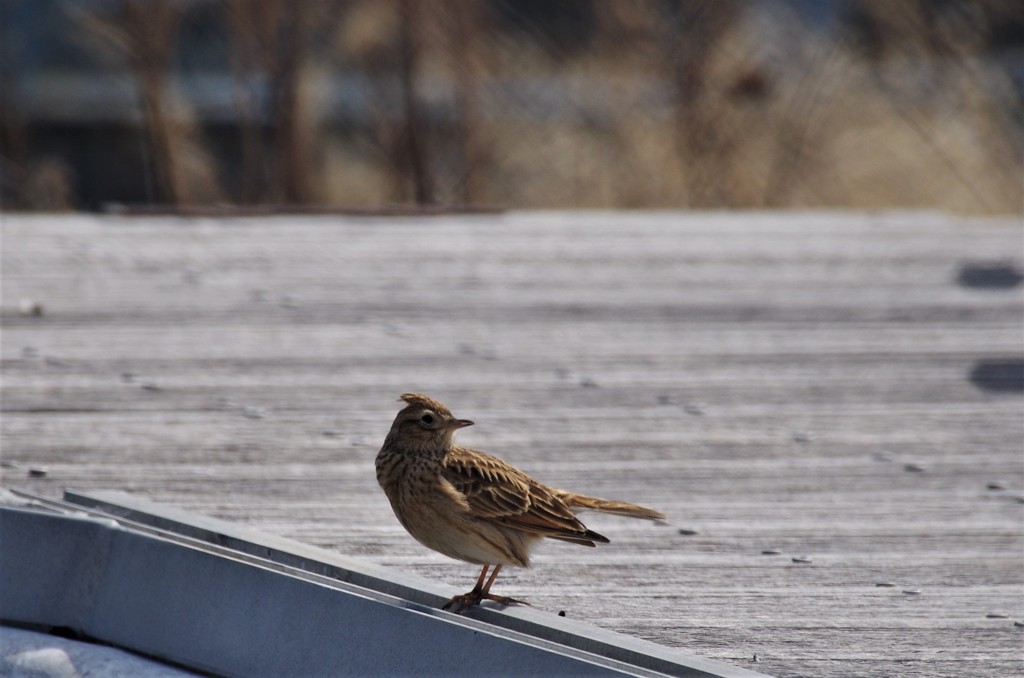 ヒバリちゃん (2)