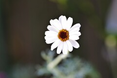庭先にて (1)