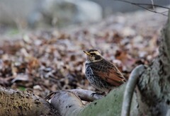 昨日の野鳥 (2)
