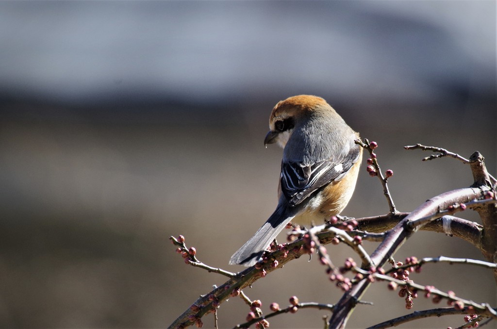 一昨日のモズ (2)