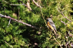 一昨日のジョビ君 (2)