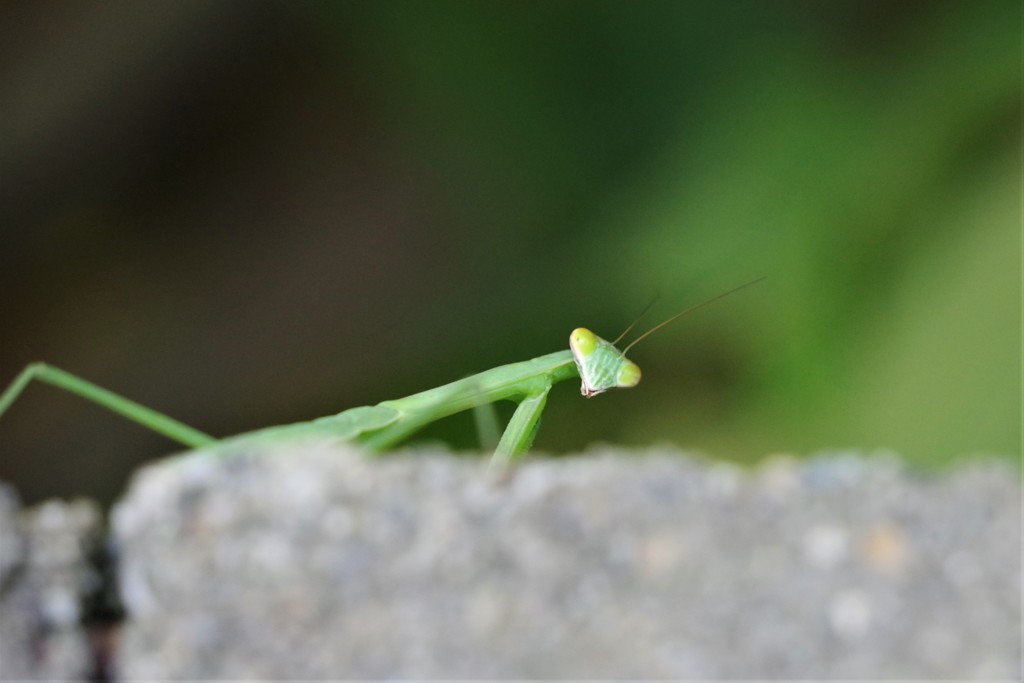 こんちはー (1)