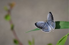 昨日のヤマトシジミ (1)