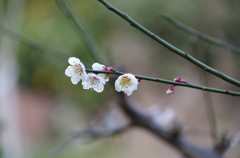 もうすぐ春ですねぇー。