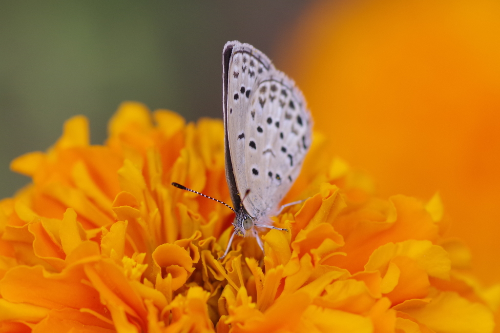 昨日のヤマトシジミ