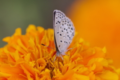 昨日のヤマトシジミ