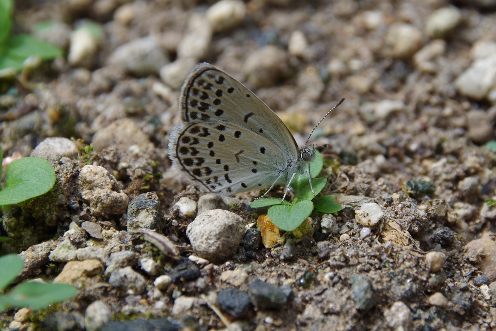 今日のヤマトシジミ2