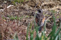 一昨日のツグミ  (2)