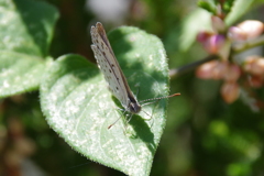 今日のヤマトシジミ