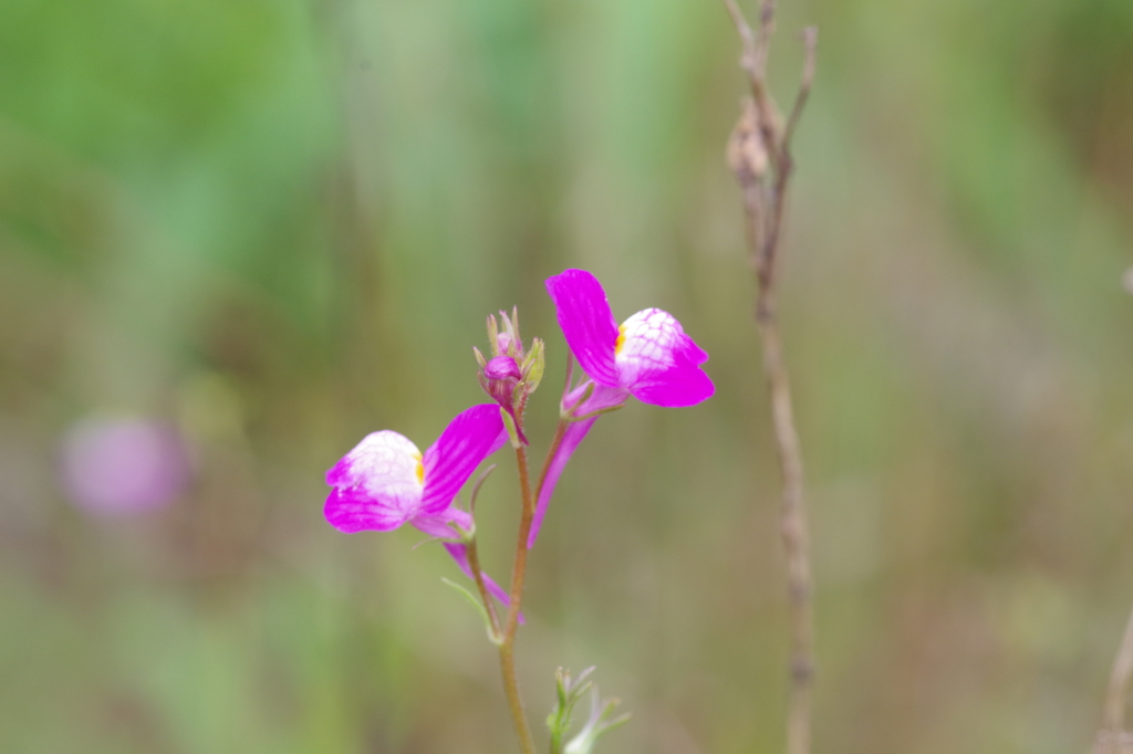 ヒメキンギョソウ