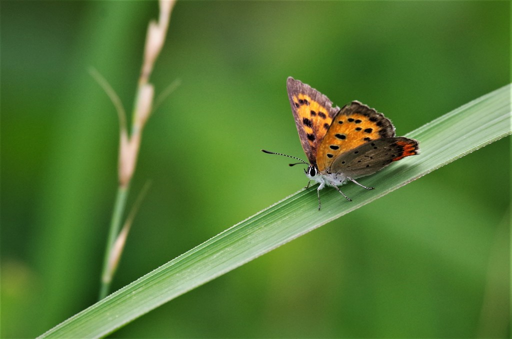 昨日のベニシジミ