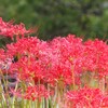 彼岸花 (2)