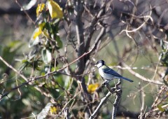昨日の野鳥 (1)