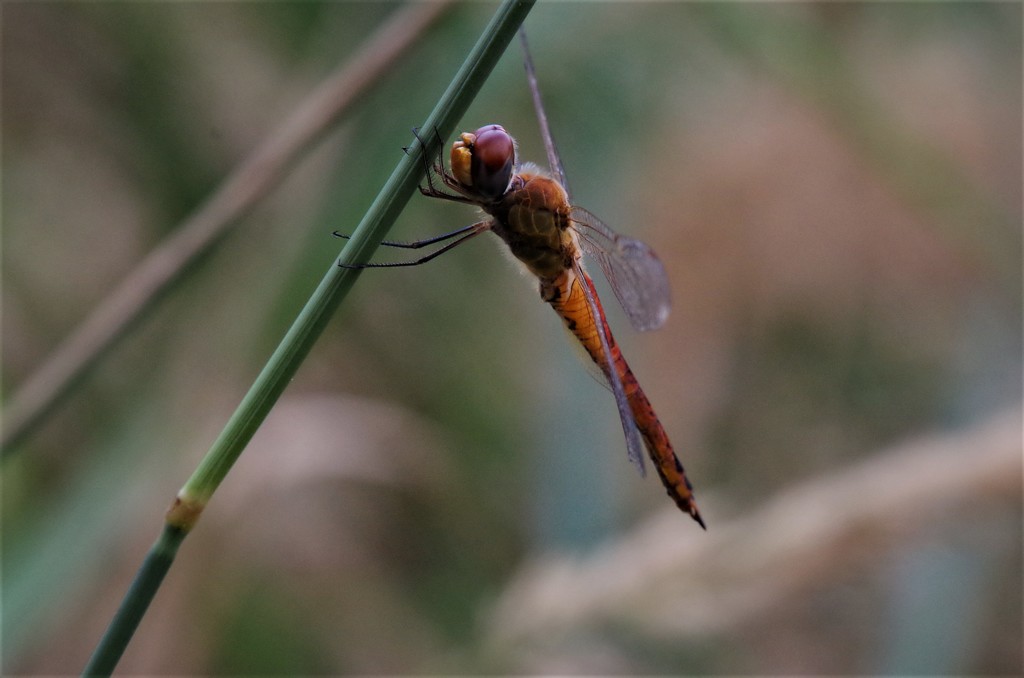 一昨日のトンボ (2)