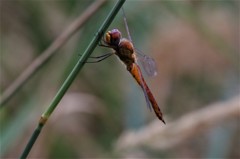 一昨日のトンボ (2)