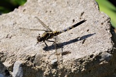 今日のトンボ (1)