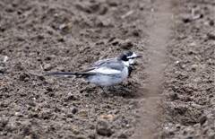 昨日の野鳥 (1)