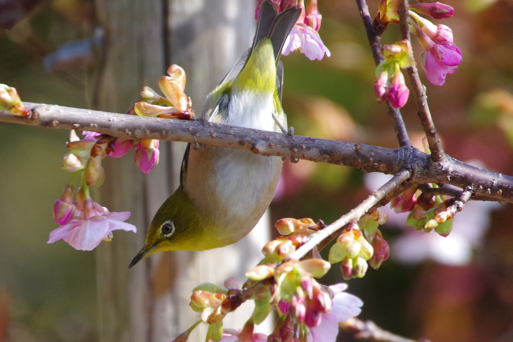 河津桜とメジロ (3)