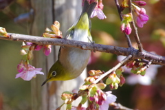 河津桜とメジロ (3)